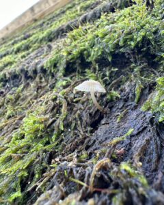 Seems a shame to take this old roof off….
#makinggood #greenroof #habitat #builtbyartizan #timber #artizansofwood #naturalbuildingmaterials #nationalparks #designandbuild #southdowns #glamping #smallhome #artizan #handmade #bespokeluxury #westsussex #hideaway #beautifulbuildings #tinyhomes #builtbyartizans