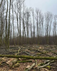 With the new year brings lots of exciting projects, so we went down to the woods to start selecting framing poles for the year.
#naturalbuildingworks #making #community #greenroof #sedumroof #timberframed #builtbyartizan #tree #log #timberframing #timberframe #timber #timberframes #timberframer #artizansofwood #naturalbuildingmaterials #smugglerscopse #nationalparks #roundwoodtimberframing #designandbuild #southdowns #glamping #smallhome #artizan #contemporary #handmade #bespokeluxury #laths #curvedwall #sweetchestnut