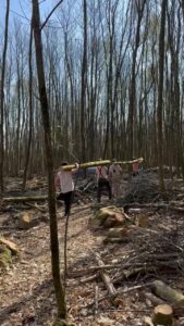 Extracting sweet chestnut poles for our very diverse and exciting projects coming up over the next year
#naturalbuildingworks #making #community #timberframed #owlbox #nationaltrust #builtbyartizan #timberframing #timberframe #timber #timberframes #timberframer #artizansofwood #naturalbuildingmaterials #roundwoodtimberframing #designandbuild #artizan #handmade #sweetchestnut #westsussex #southdownsnationalpark #beautifulbuildings #builtbyartizans #byartizans #sustainable #teambuilding #westsussexbusiness #sustainabledesign #sustainabledesigner